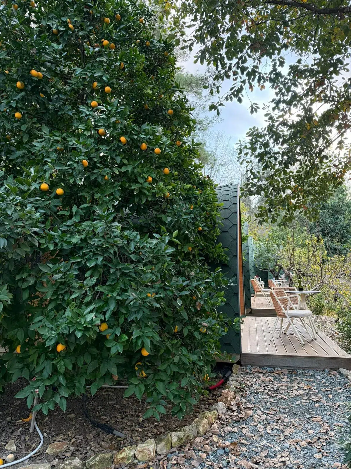 WhatsApp Image 2026-04-11 at 19.42.15